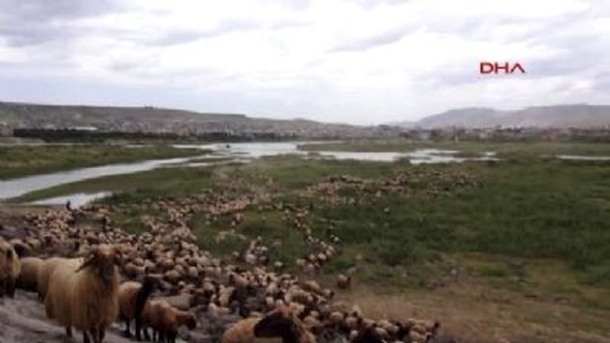 Çözüm Süreci, Sürüleri Cudi Eteklerine Çıkardı