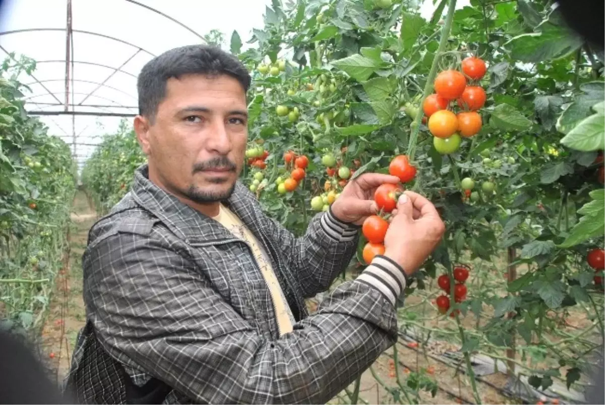 Domates Güvesi Üretimi Düşürdü