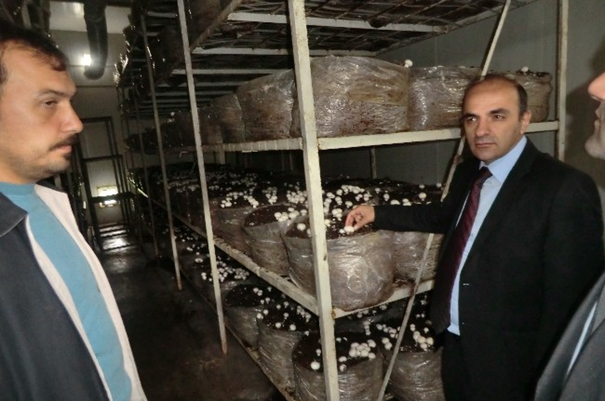 Düzce\'de 136 Ton Mantar Üretiliyor