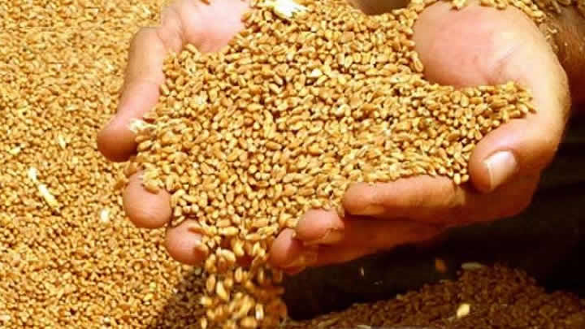 Gaziantep\'te Yılın İlk Buğdayı Tescil Edildi