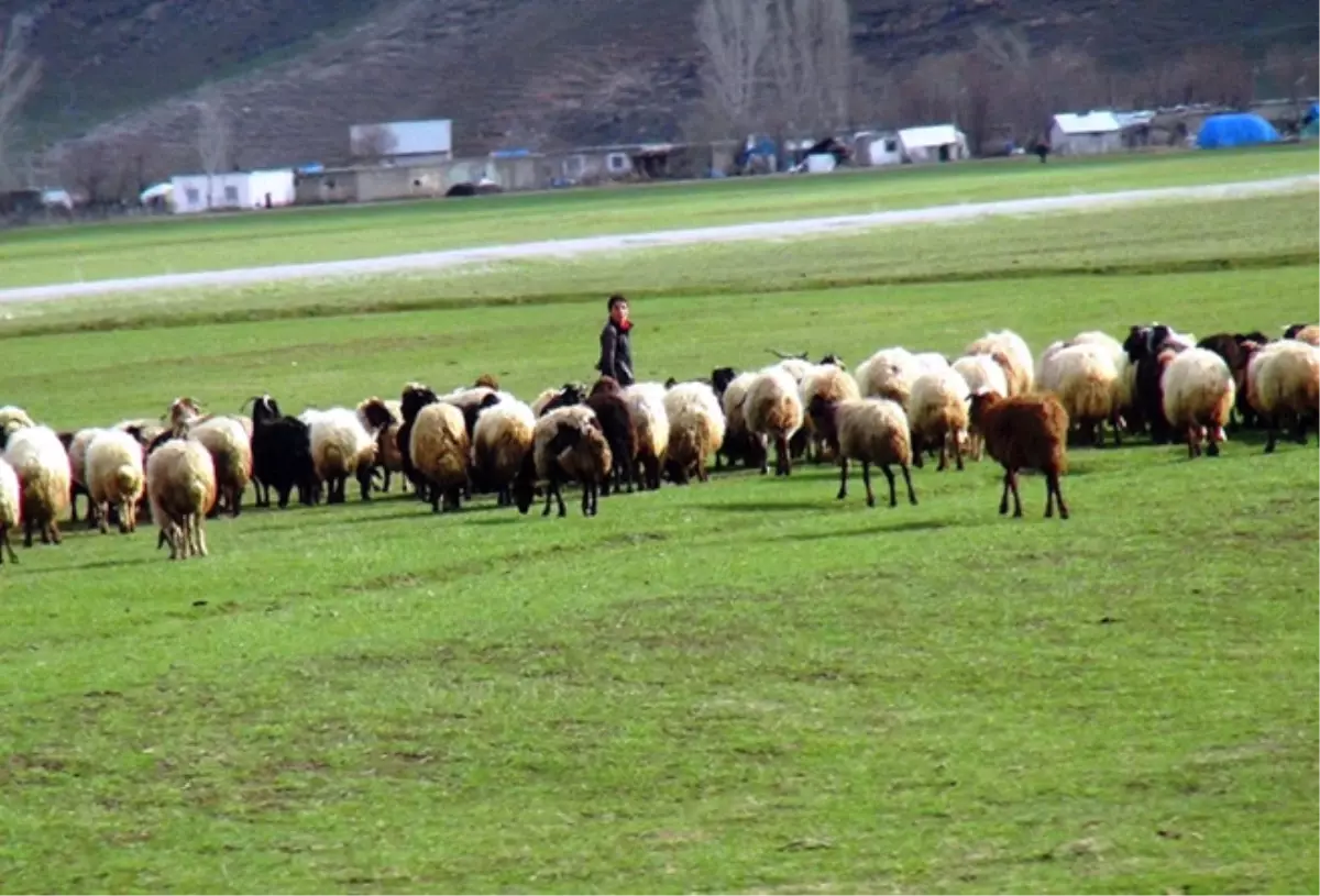 Gürpınar\'da Besiciler Yaylalara Çıktı