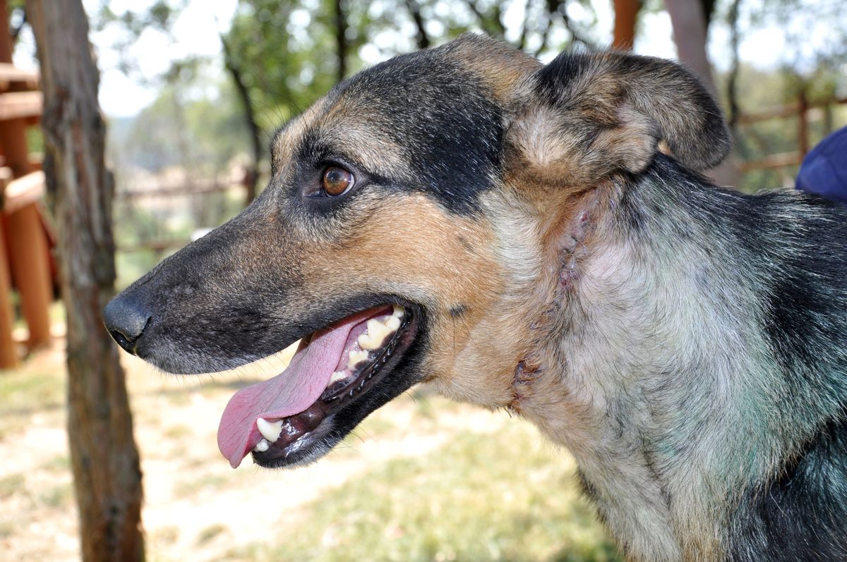 Hemşin\'de Yaralı Köpek, Sağlığına Kavuşturuldu