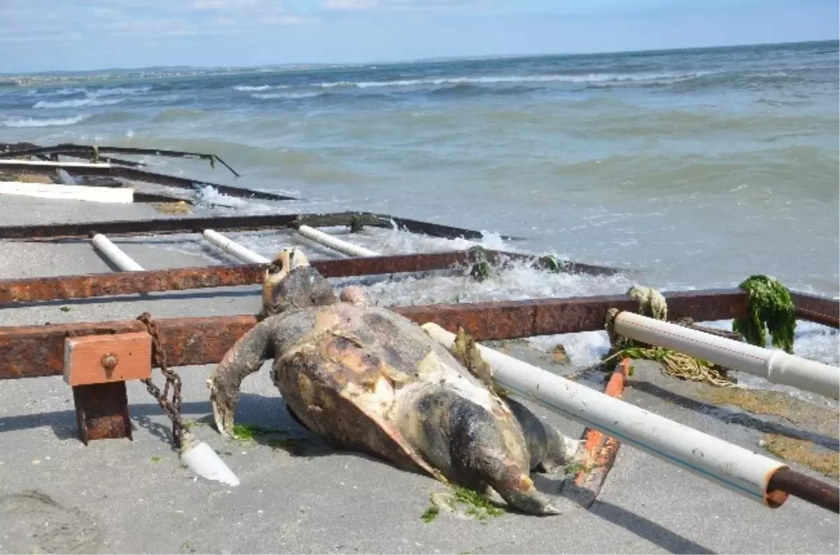 Ölü Caretta Caretta Kıyıya Vurdu