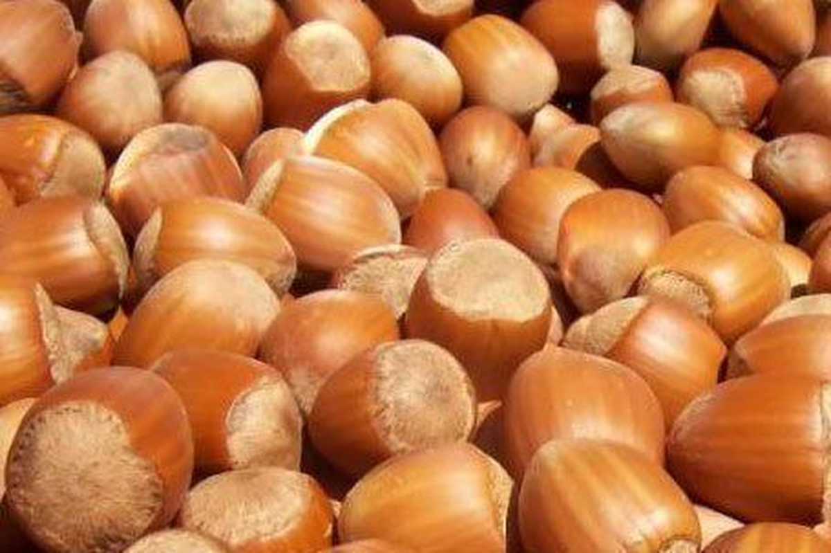 Ordu\'dan Cezaevlerine Yılda 300 Bin Ton Fındık
