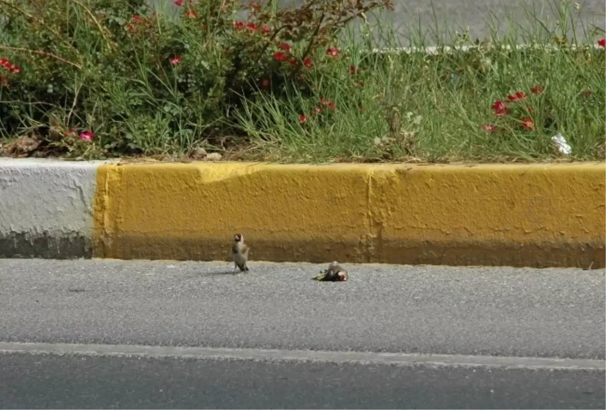 Ölmüş Arkadaşının Başında Saatlerce Bekledi