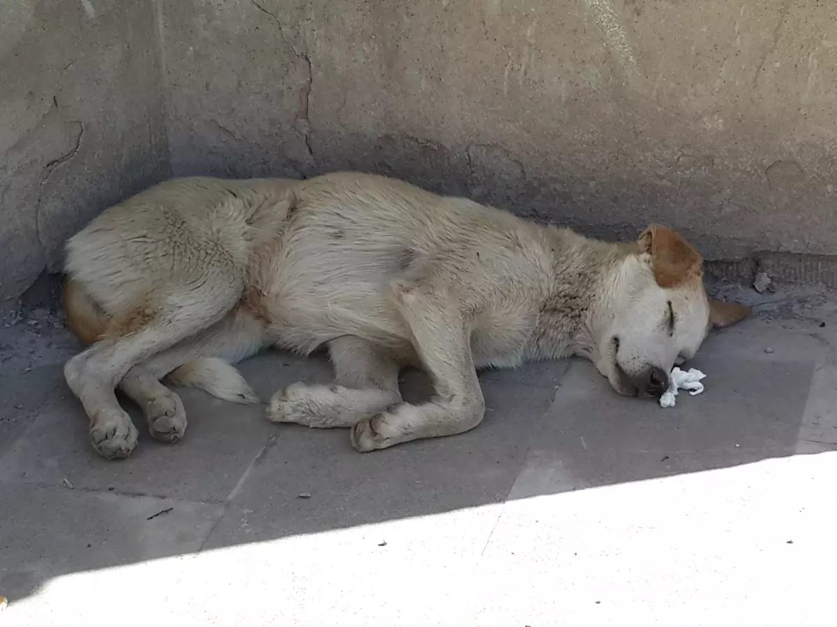 Sıcaklar Hayvanları da Etkiliyor