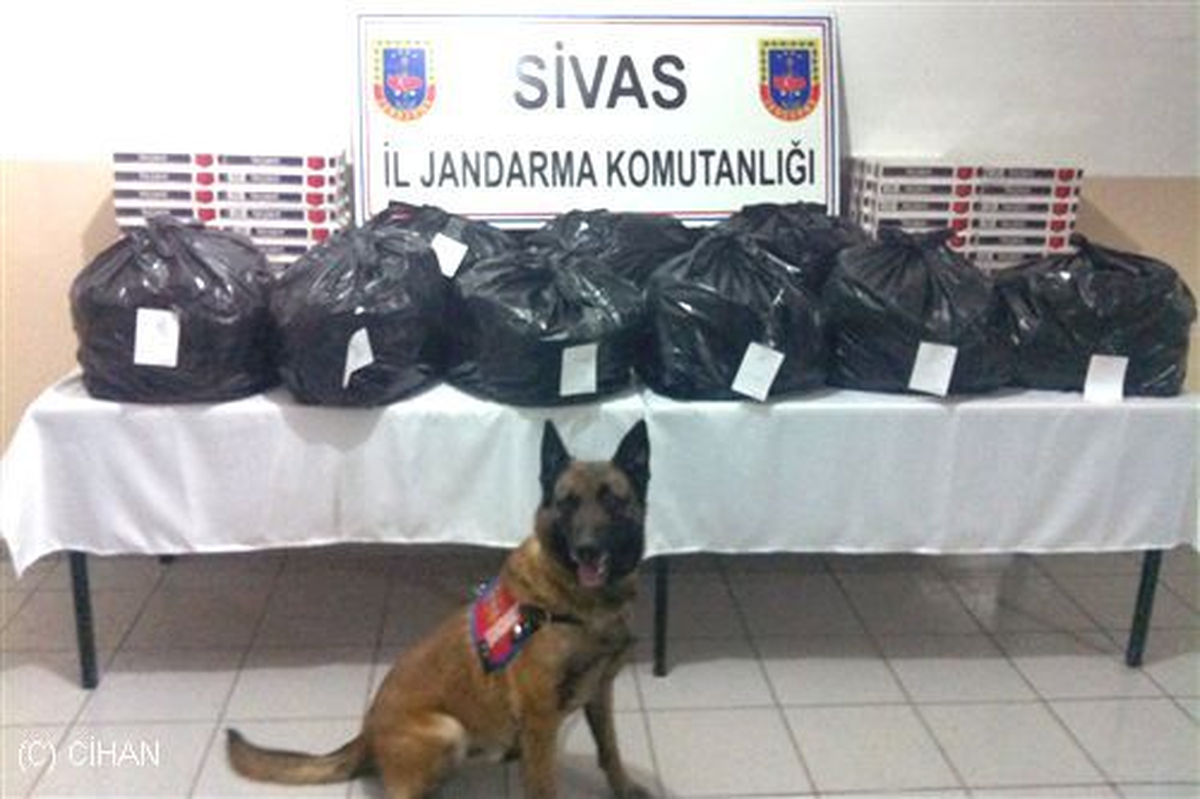 Sivas\'ta Esrar Ele Geçirildi