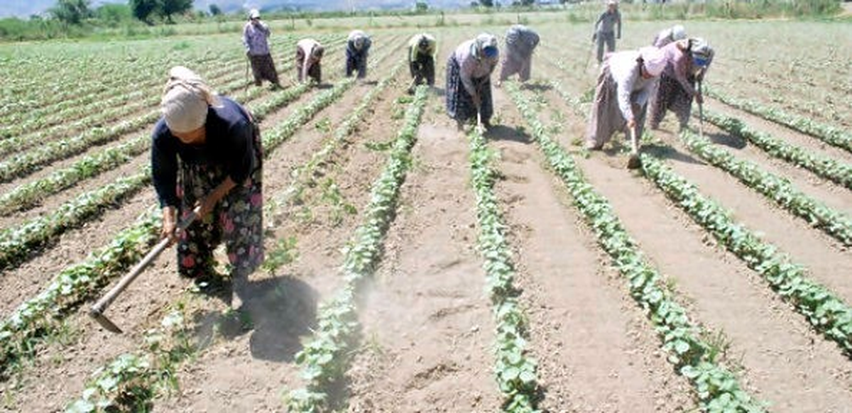 Söke Ovası 2014 Yılı Çapa Ücretleri Belli Oldu