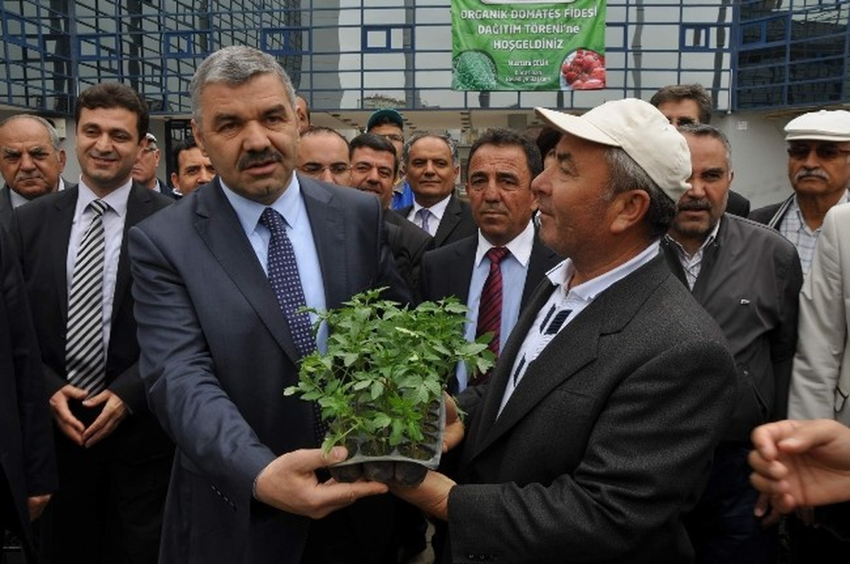 Vatandaşlar Organik Domates Fidesine Hücum Etti