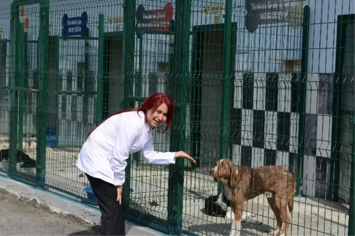 Yaralı Köpeğe Belediye Sahip Çıktı