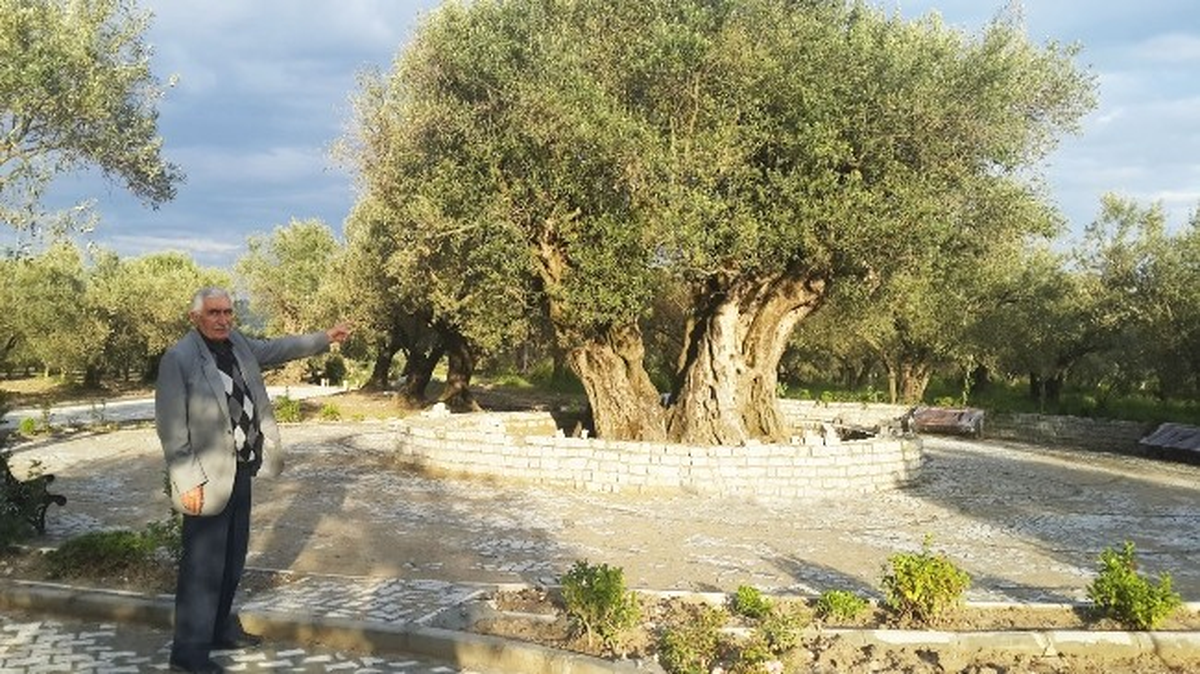 1650 Yıllık Zeytin Ağacı Büyük İlgi Görüyor
