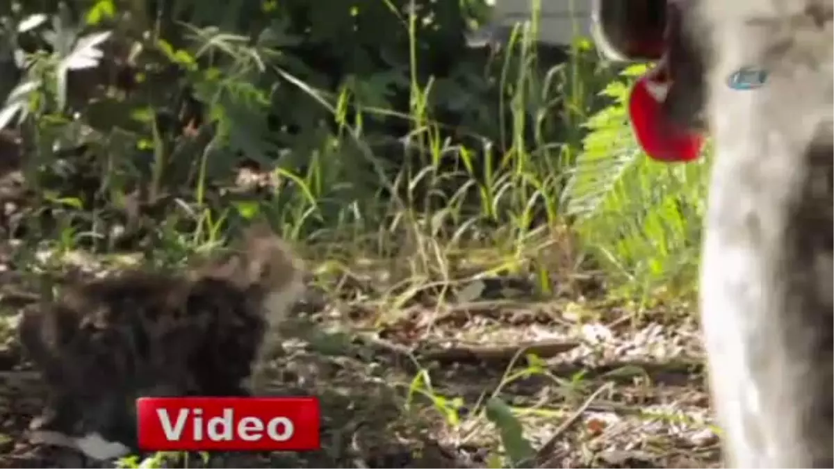 Engelli Kedi Yavrusunun En İyi Arkadaşı Köpek