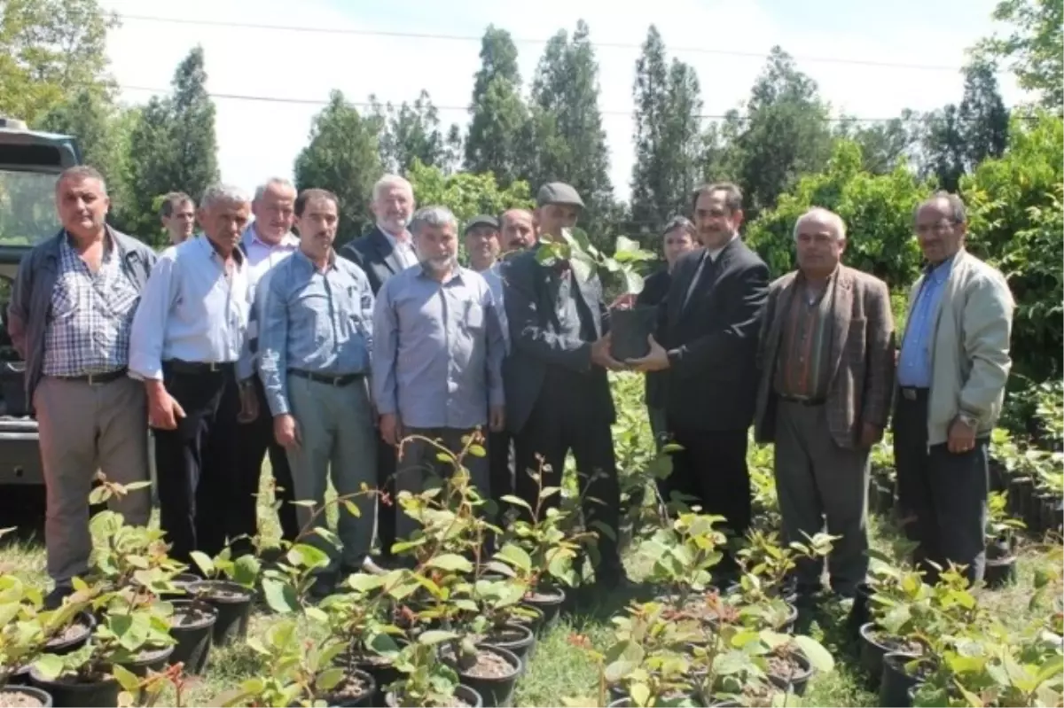 Kivi Fidanı Dağıtıldı