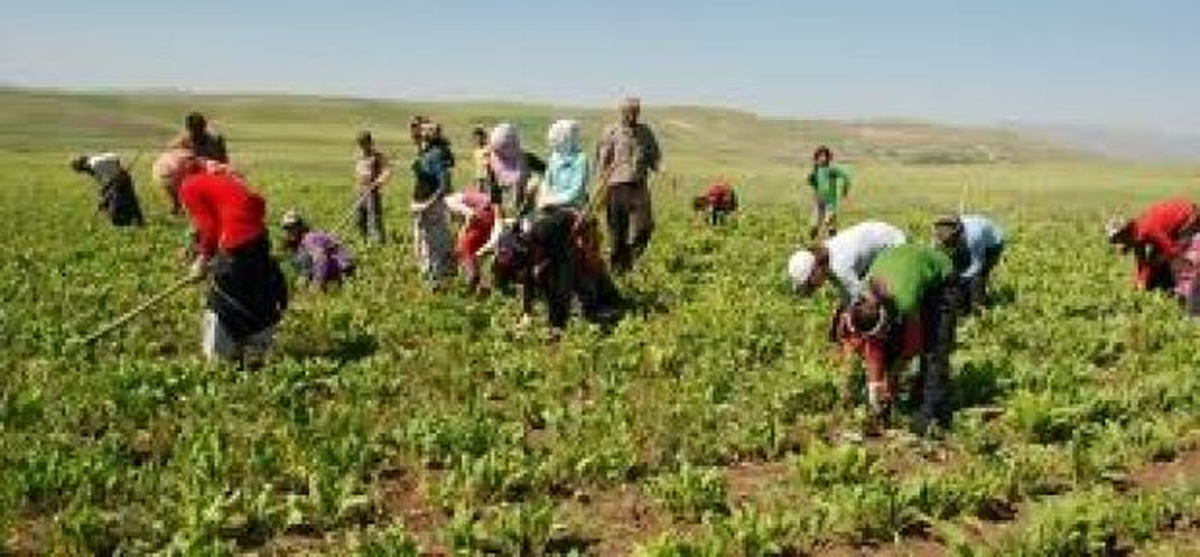Tüik Tarımsal İşletmelerde Ücret Yapısı Verileri