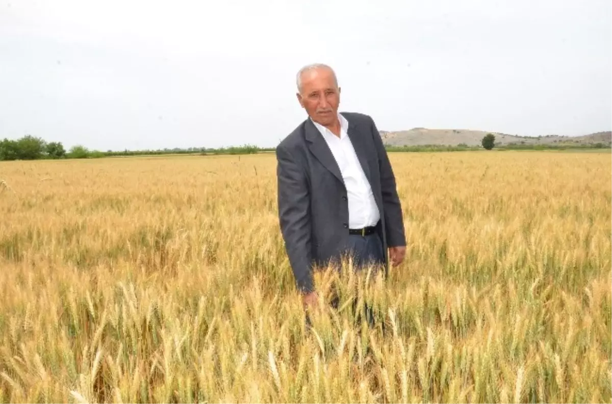 Üretici Buğday Taban Fiyatının Açıklanmasını İstedi