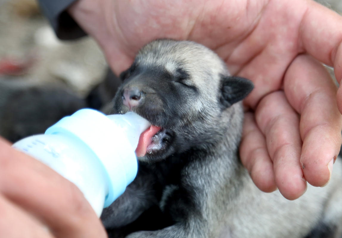 1,5 Yaşındaki Kangal Bir Batında 20 Yavru Doğurdu