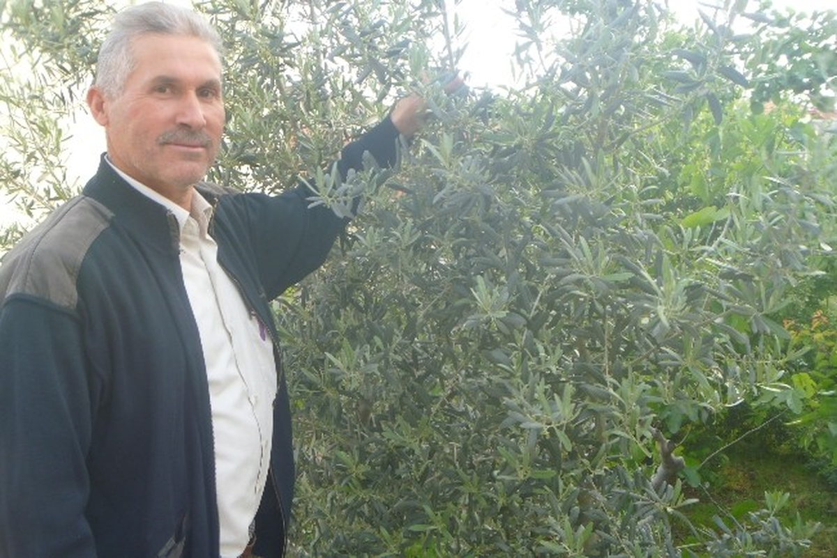 Bilecik\'te Zeytincilik Gelişiyor