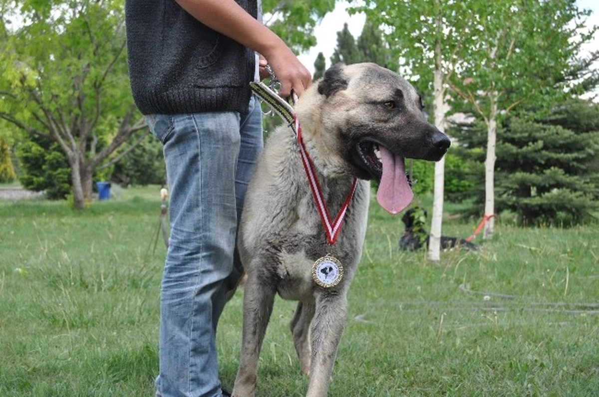 Eskişehir\'de Köpek Irkları Yarışması