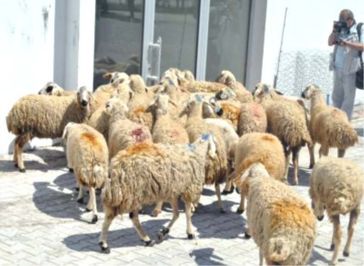 Kırıkkale\'de Çiftçilere 47 Damızlık Koç Dağıtıldı