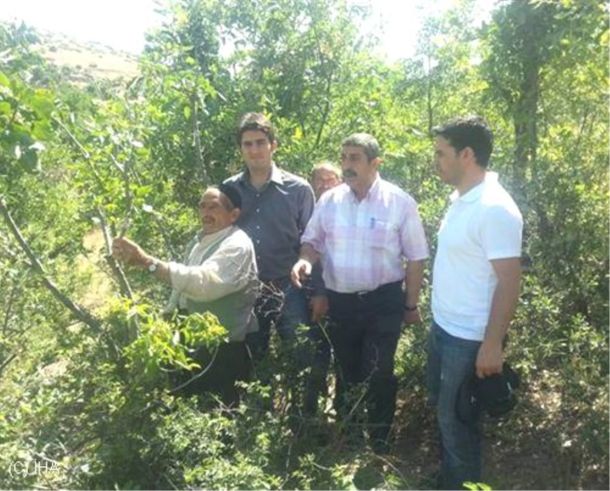 Menengiç Ağaçları Fıstık Ağacına Dönüştürüldü