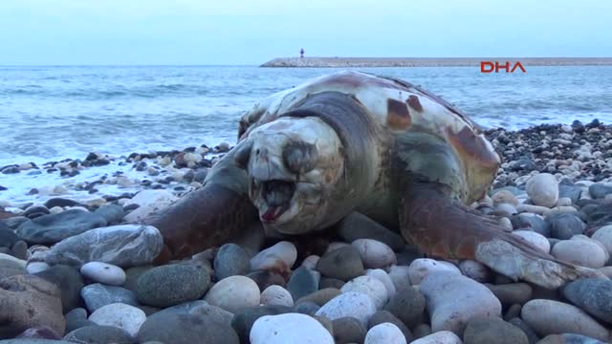Mersin\'nde Sahiline 2 Deniz Kaplumbağası Ölüsü Vurdu