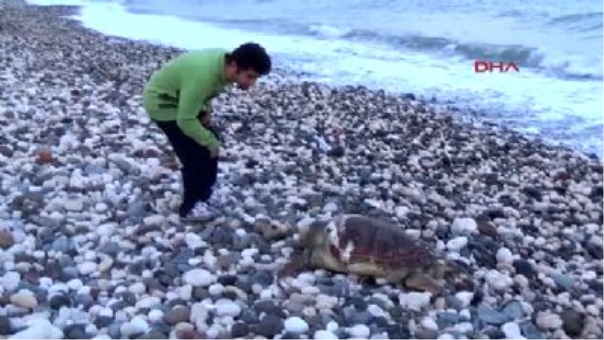 Mersin Sahiline Ölü 2 Deniz Kaplumbağası Vurdu