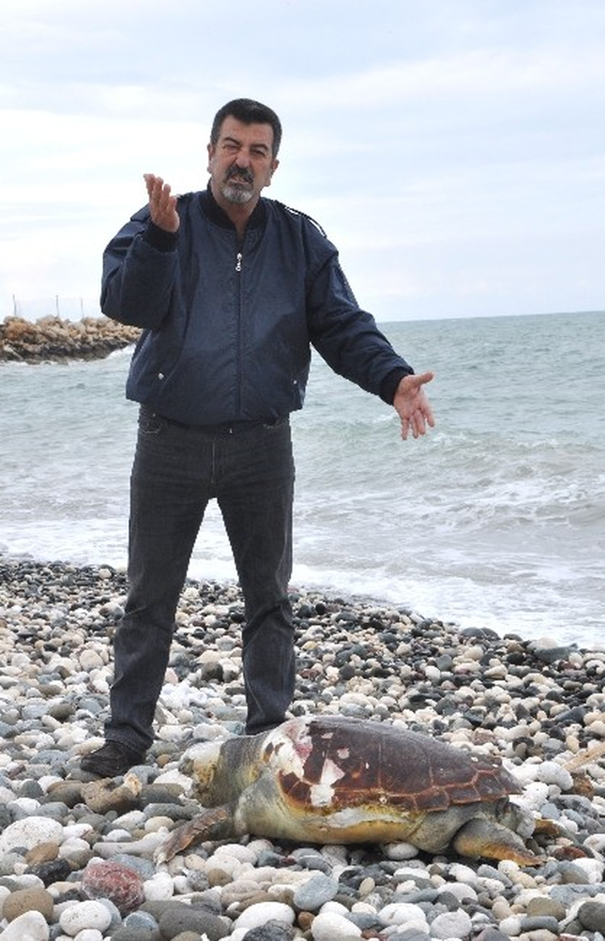 Ölü Caretta Caretta Sahile Vurdu
