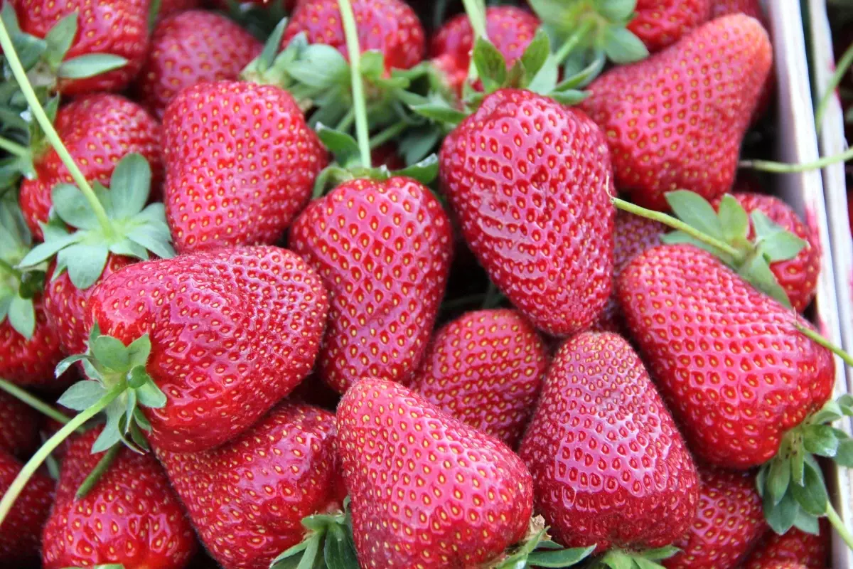 Sultanhisar Nysa Çilek Tarım Kültür ve Sanat Festivali Başladı