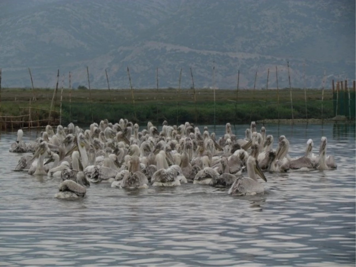 Tepeli Pelikanlar Halkalandı