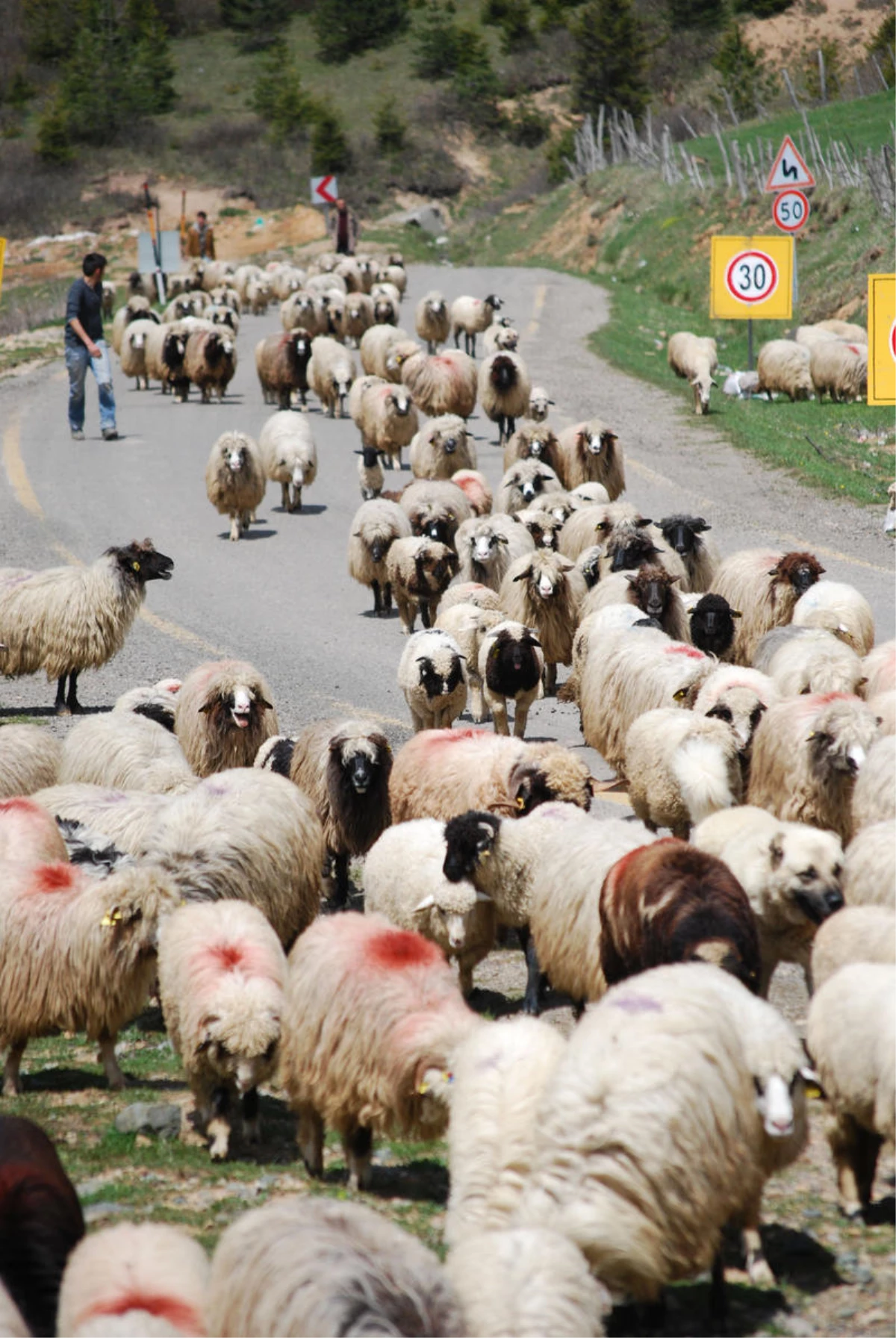 Karadeniz\'de Yayla Göçü Sürüyor