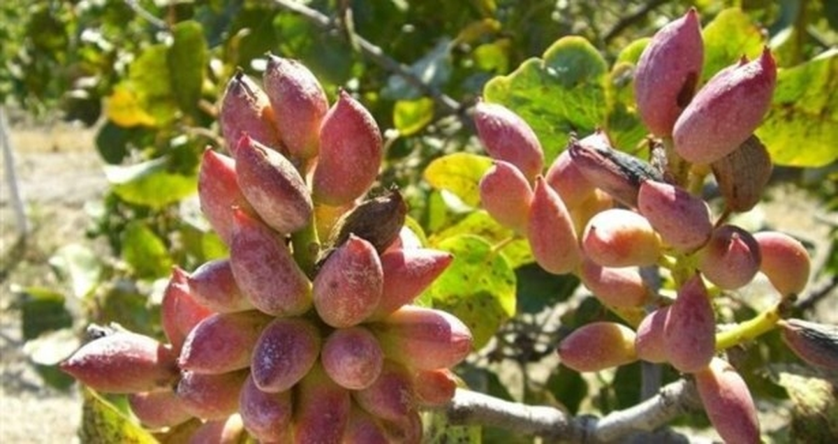 Antep Fıstığı Üretiminde Ürün Desteği Talebi
