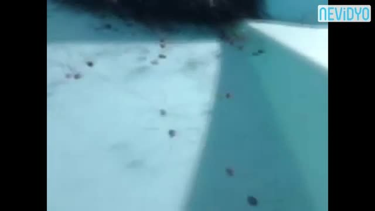 Bu Görüntüler Tüyler Ürpertiyor!