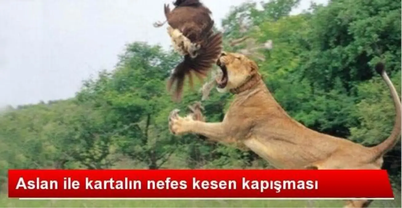 Kartal ile Aslanın Kıyasıya Kavgası
