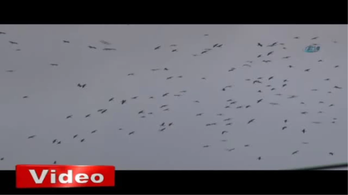 Türkiye\'den 5 Milyar Göçmen Kuş Geçiyor