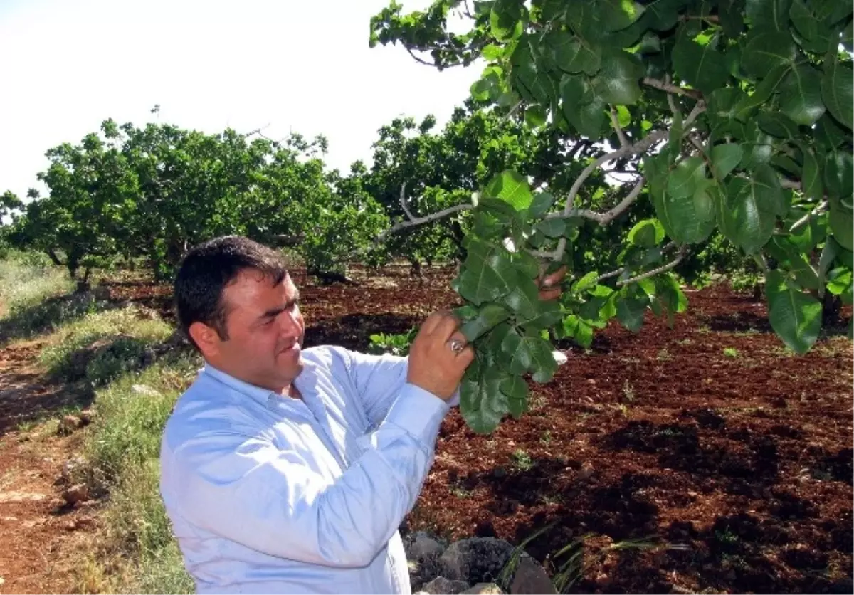 Antepfıstığı Üreticileri Devletten Destek Bekliyor