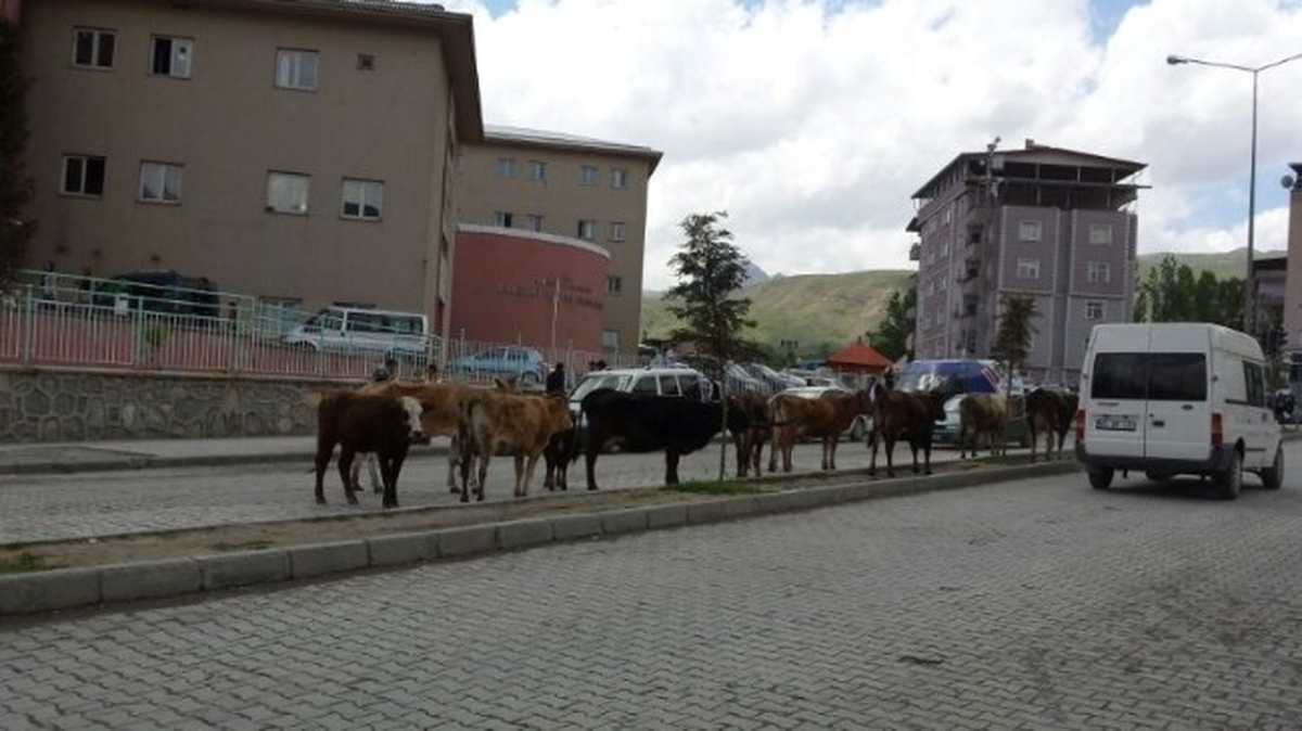 Hakkari\'de Başıboş Hayvan Sorunu