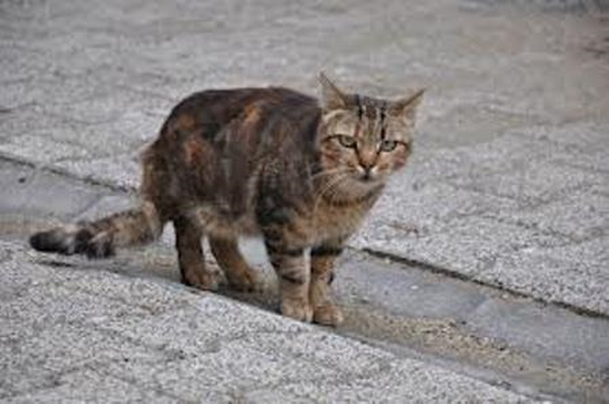 İtfaiyeden Kedi Kurtarma Operasyonu