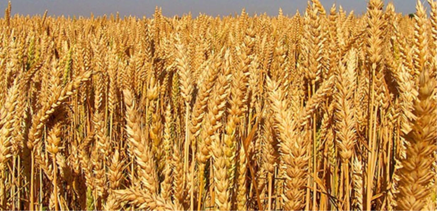Kızıltepe\'de İlk Buğday Hasadı