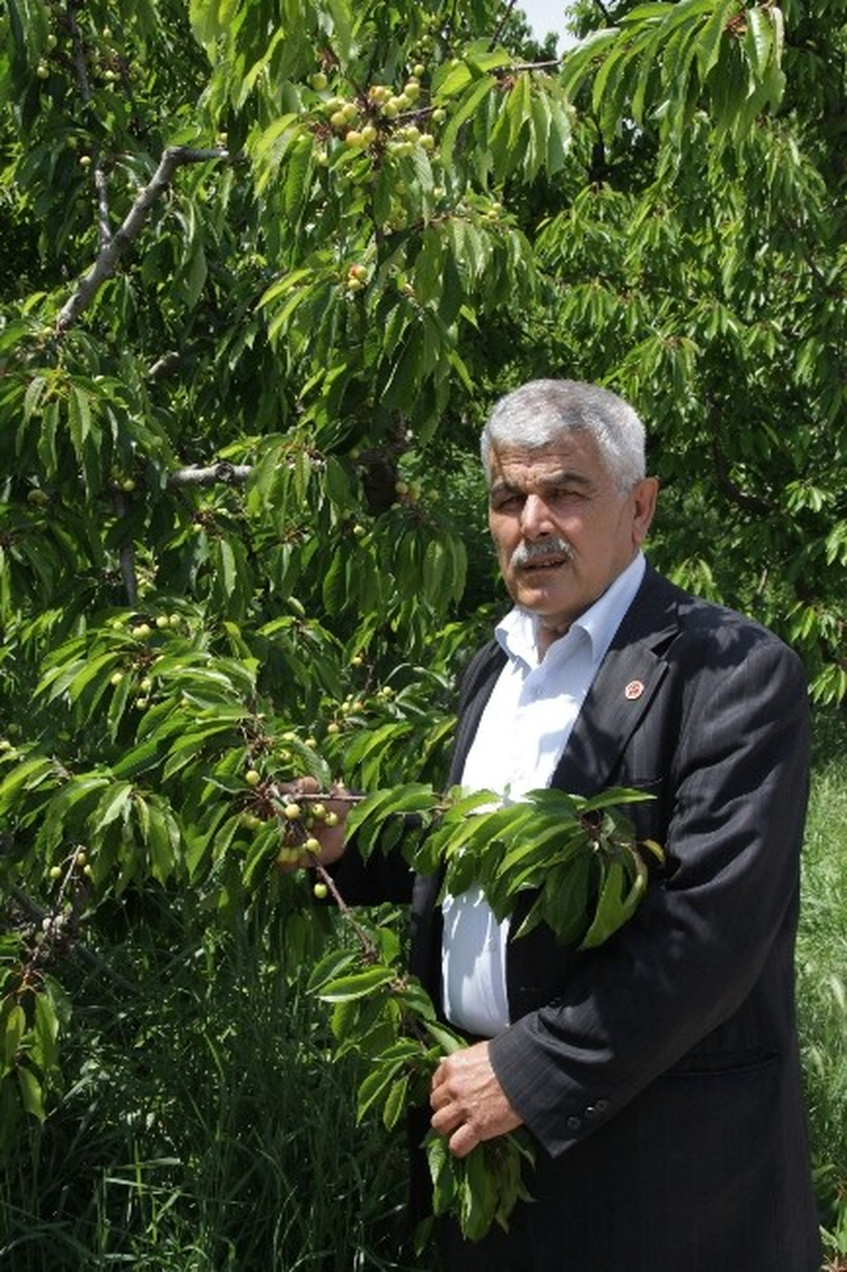 Yağmurlar Kirazı Vurdu