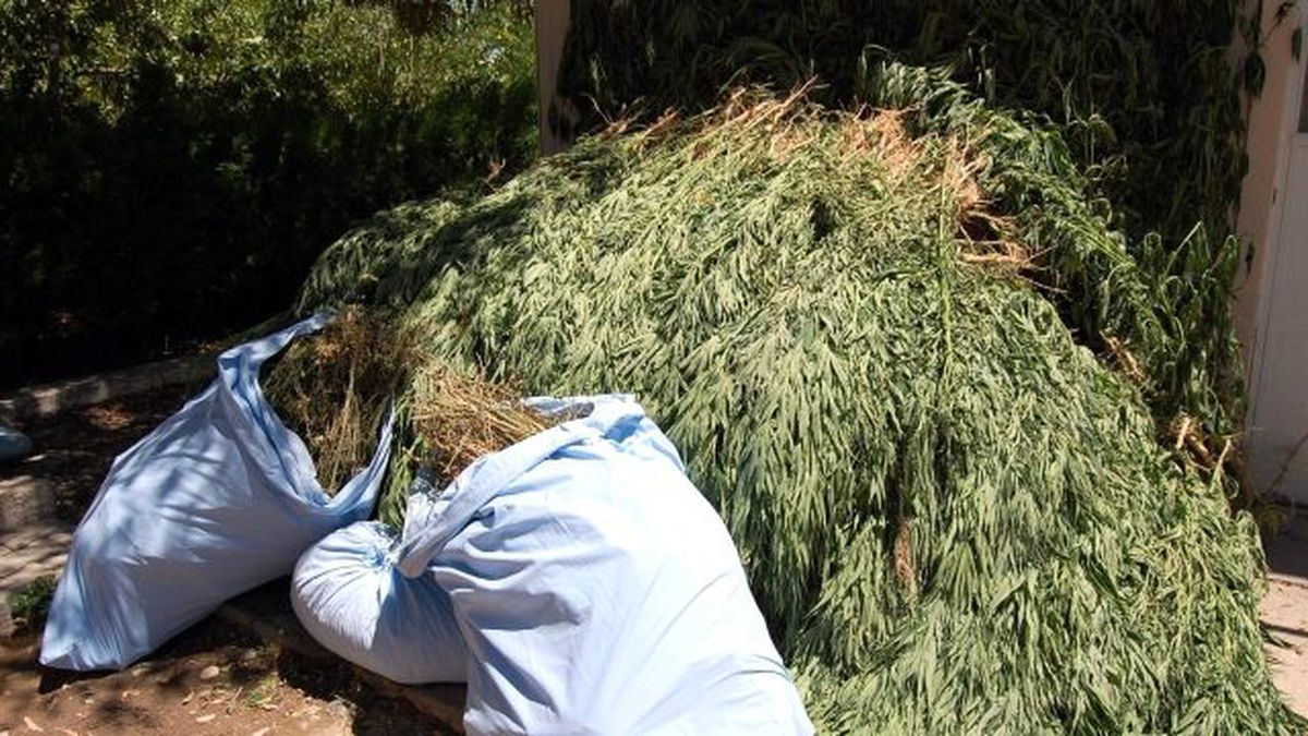 Malatya\'da 2 Bin 15 Kök Kenevir Bitkisi Ele Geçirildi