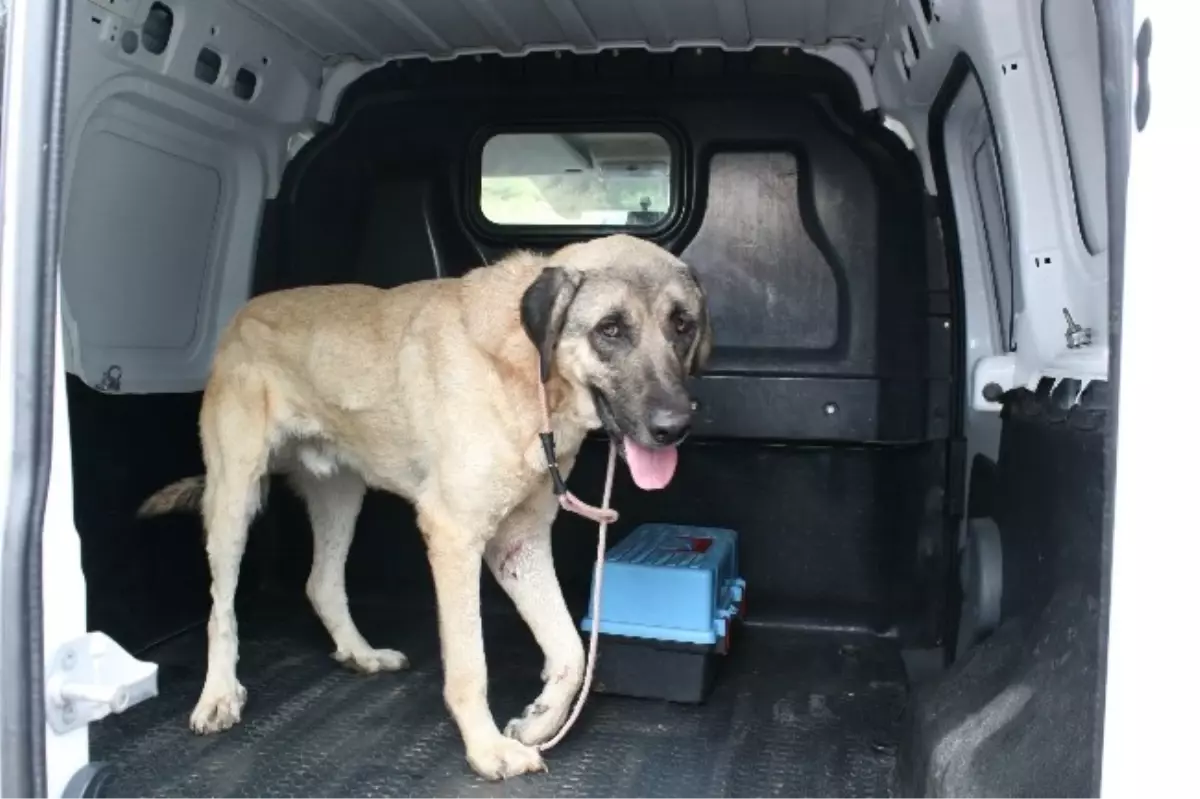 Polis Bu Sefer Yaralı Köpeği Kurtardı