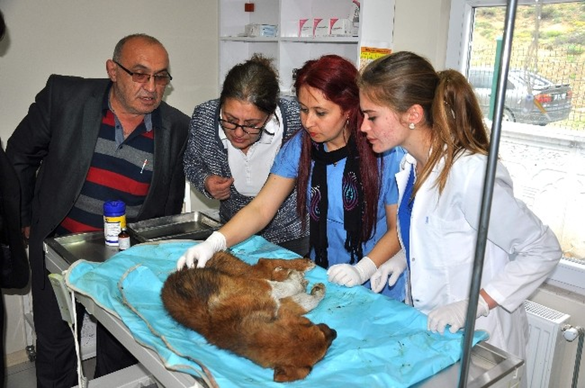Yaralı Köpeğe, Kastamonu Belediyesi Sahip Çıktı