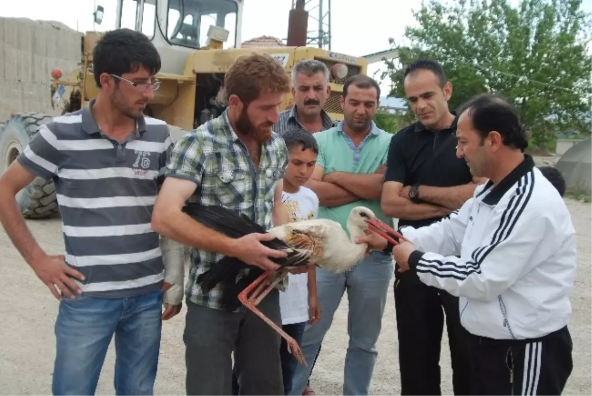 Yaralı Leylek Tedavi Altına Alındı