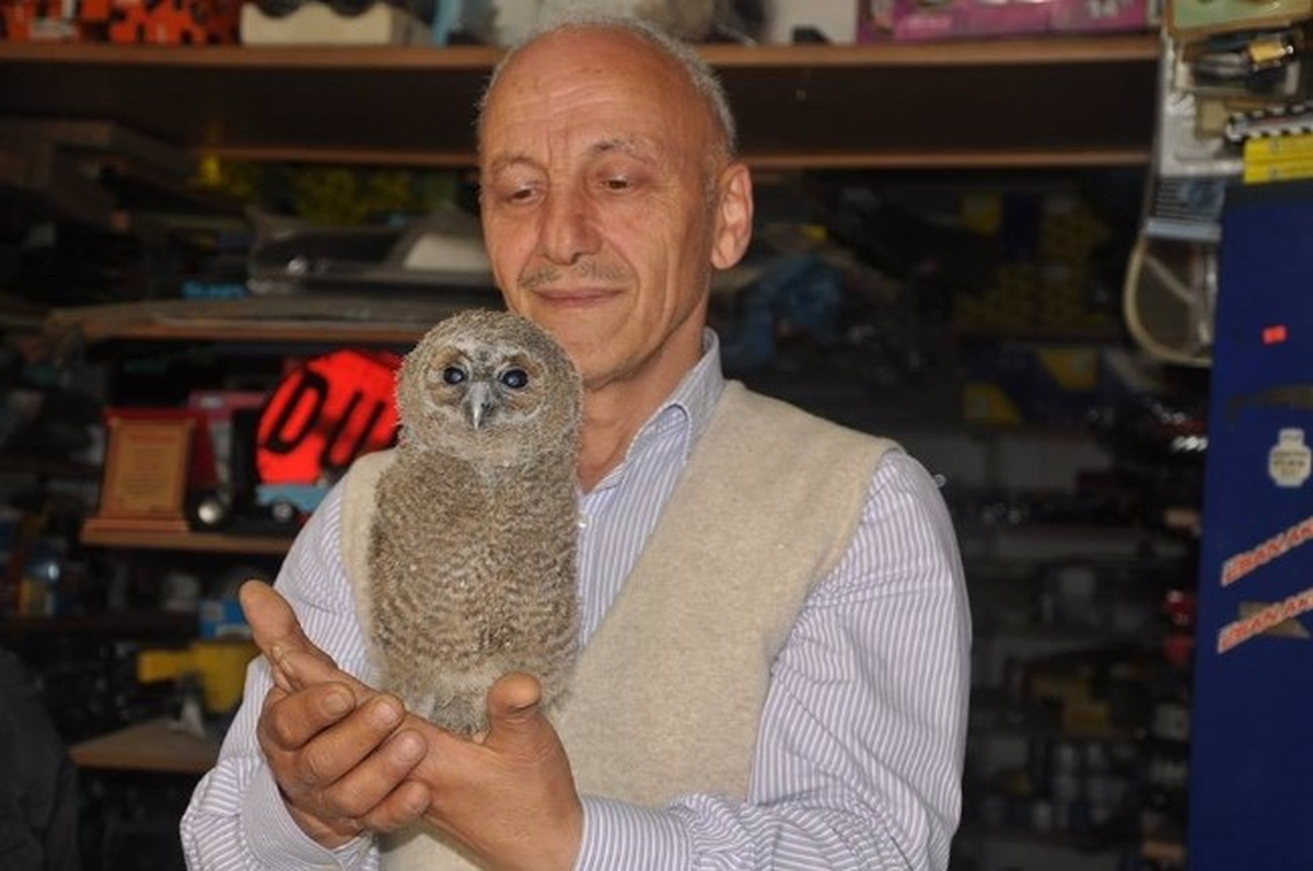 Yolunu Şaşıran Baykuş Dükkana Girdi