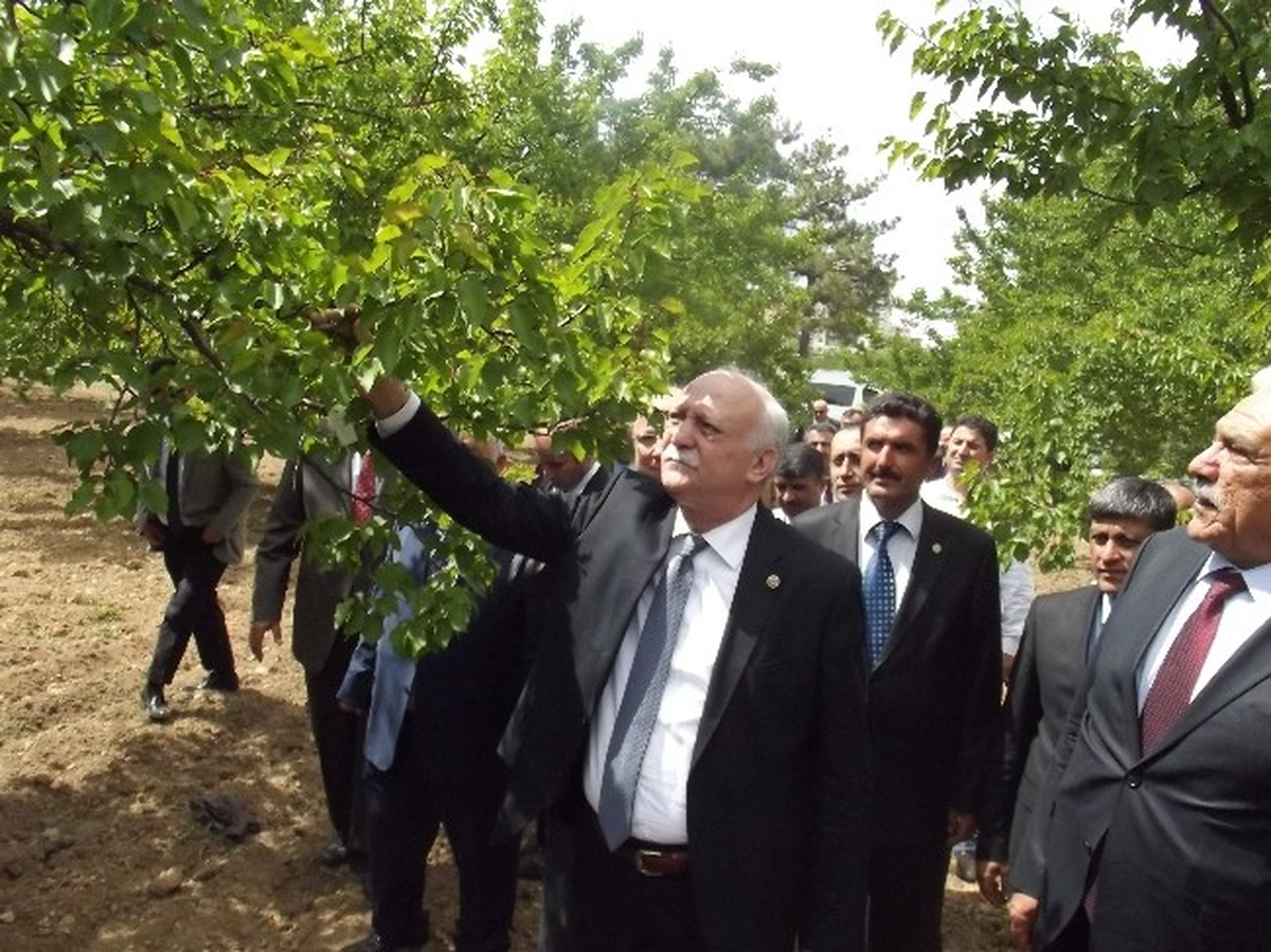 Zirai Dondan Zarar Gören Bahçede İnceleme Yapıldı