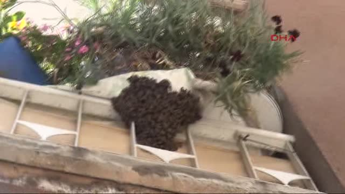 Bu da Arı Kurtarma Operasyonu