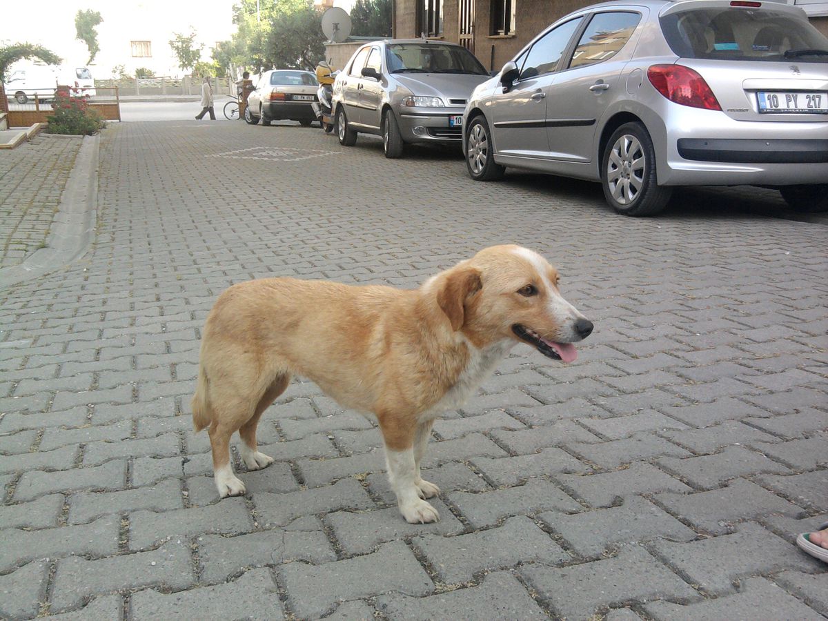 Konya'da Köpeğin Saldırısına Uğrayan Kadın Yaralandı