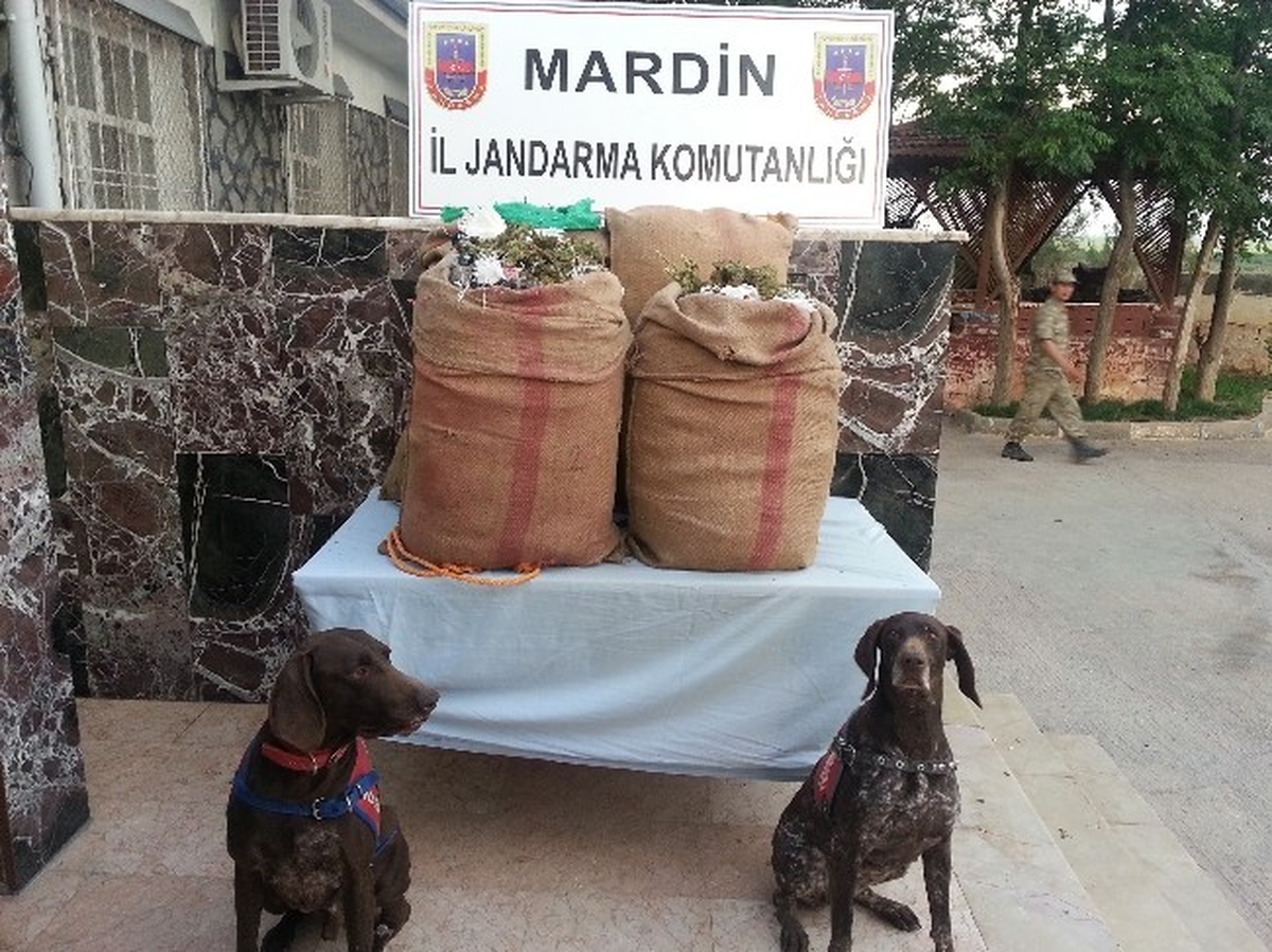 Mardin\'de 80 Kilogram Esrar Ele Geçirildi