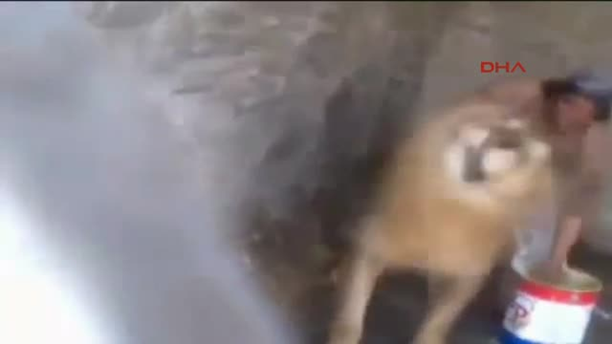 Bakıcının Koca Arslanı Bebek Gibi Yıkadığı O Anlar