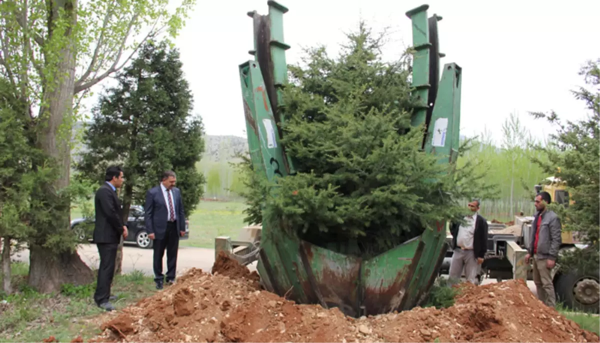 Göksun Belediyesinden Ağaçlandırma Çalışması